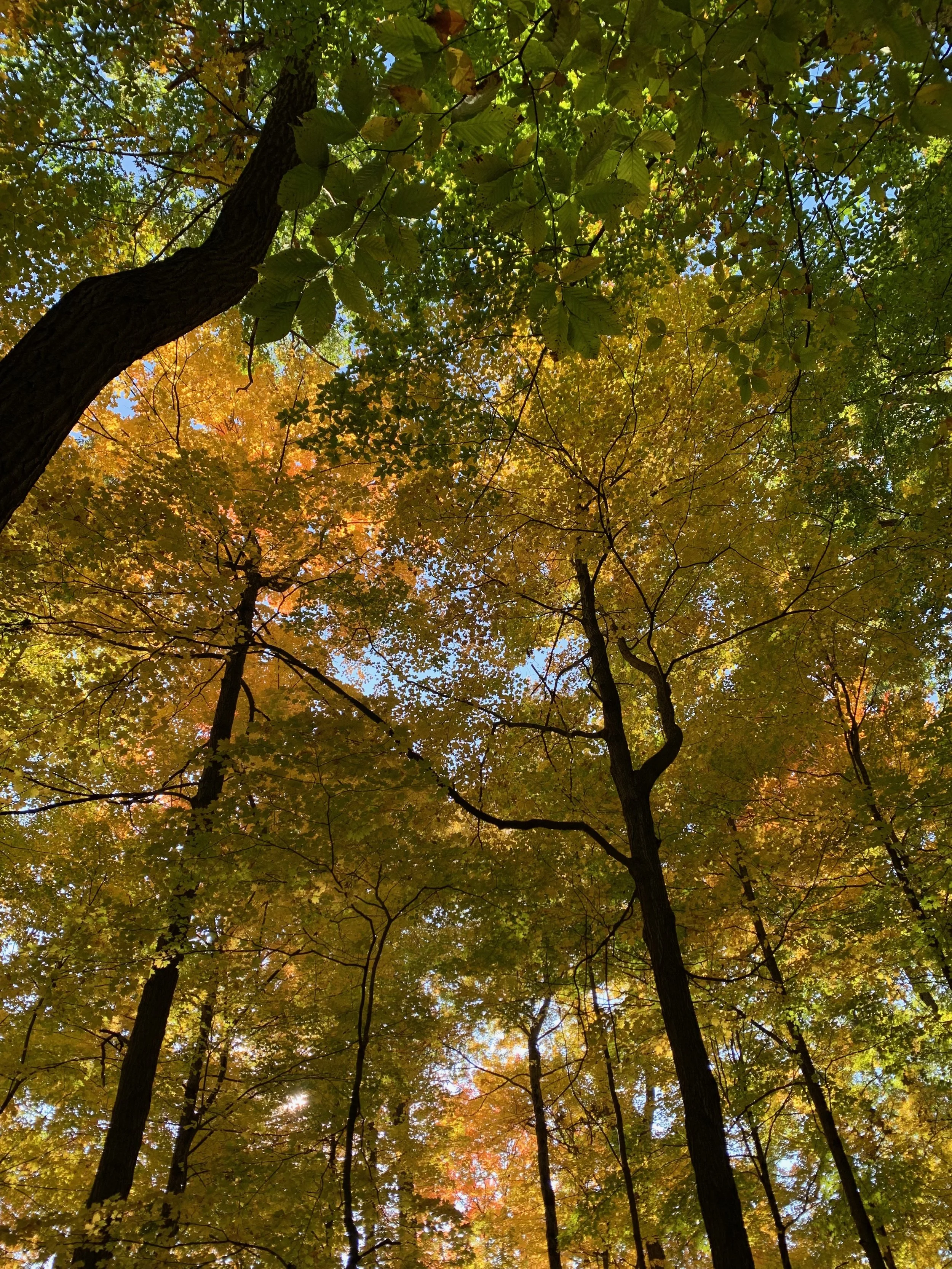 fall forest with sunlight