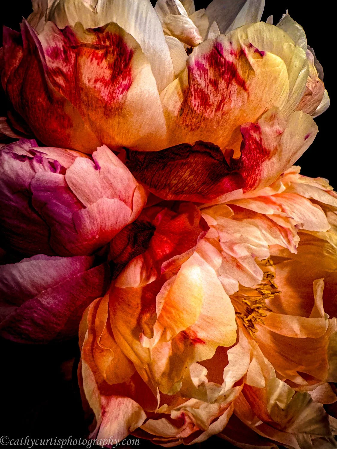 Colorful peonies.jpg