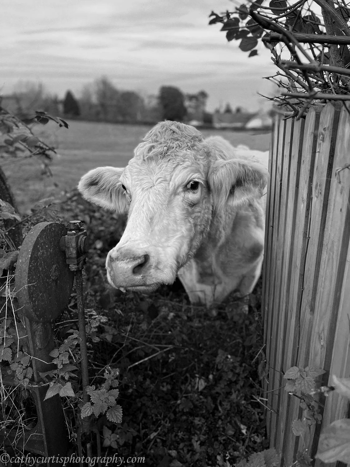 Bianca nose resized.jpg