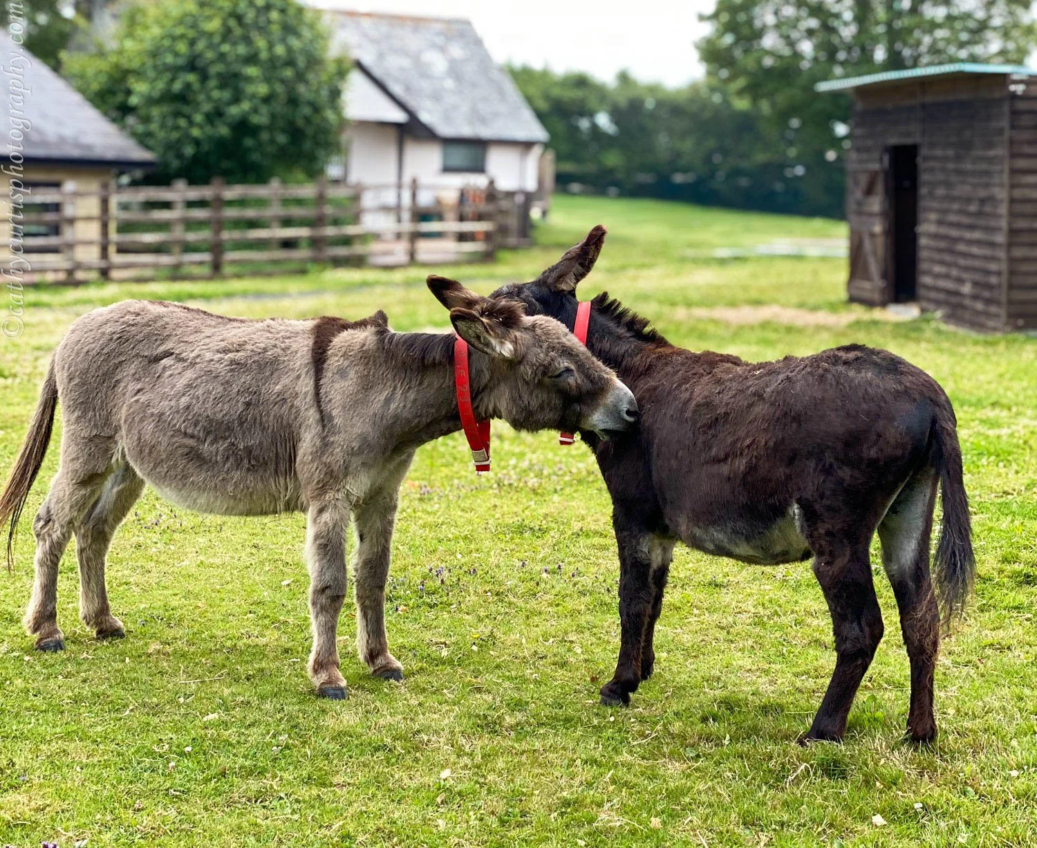 Two donkeys grooming resized.jpg
