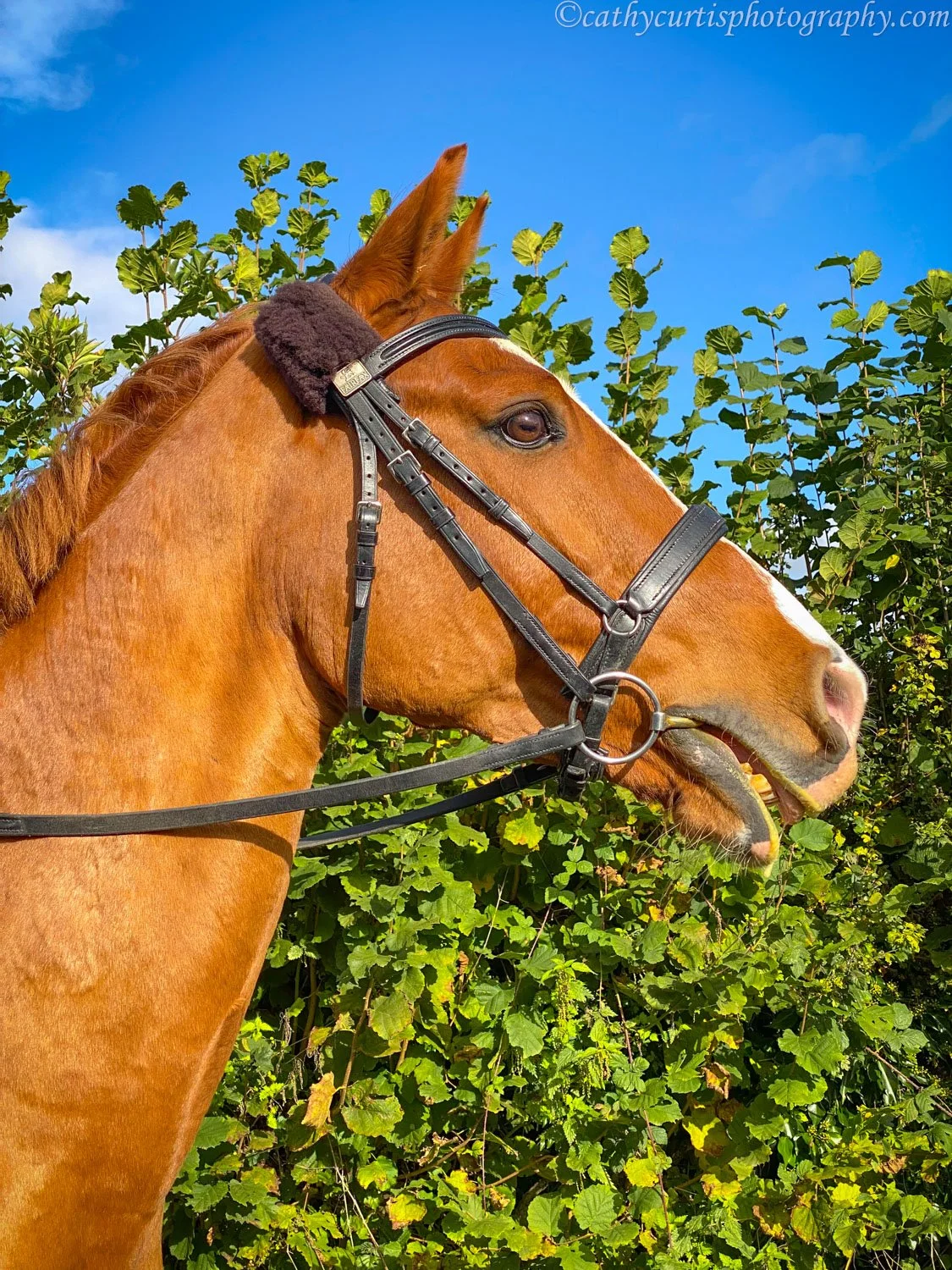 Red Riding Horse.jpg