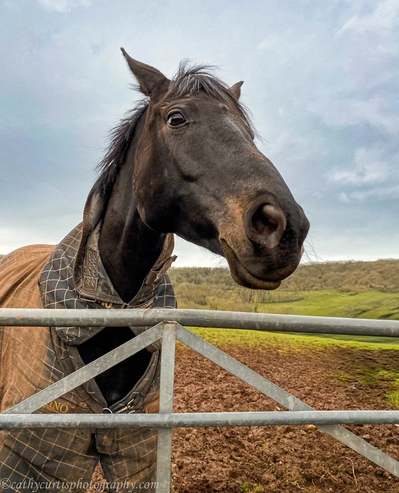 Startled Horse Resized.jpg