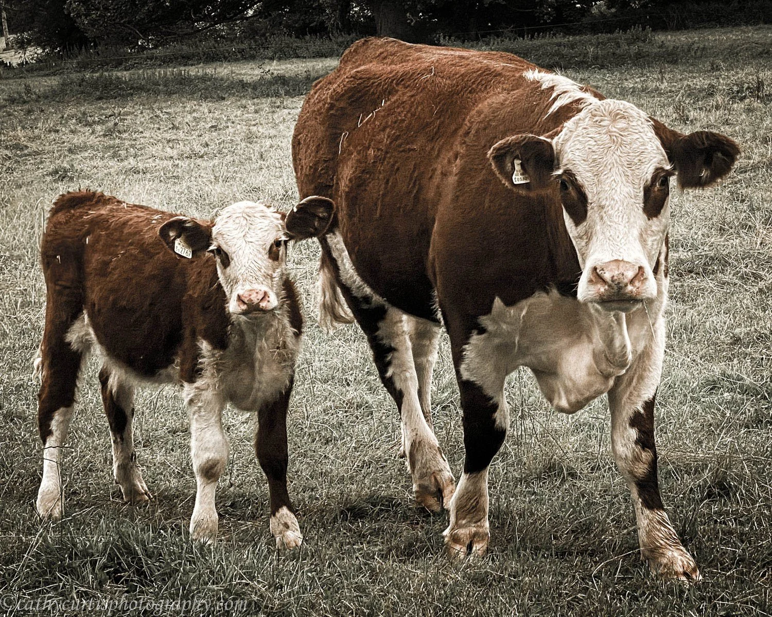 Brown mom and baby cow resized.jpg