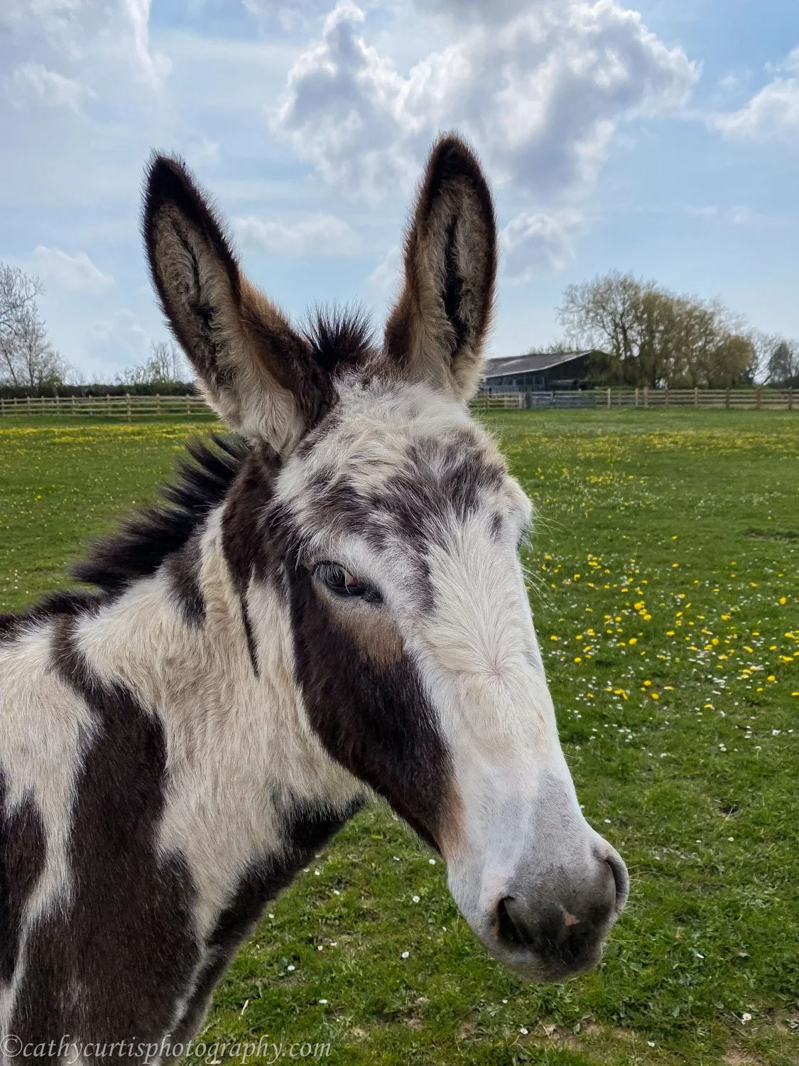Multicolor donkey.jpg