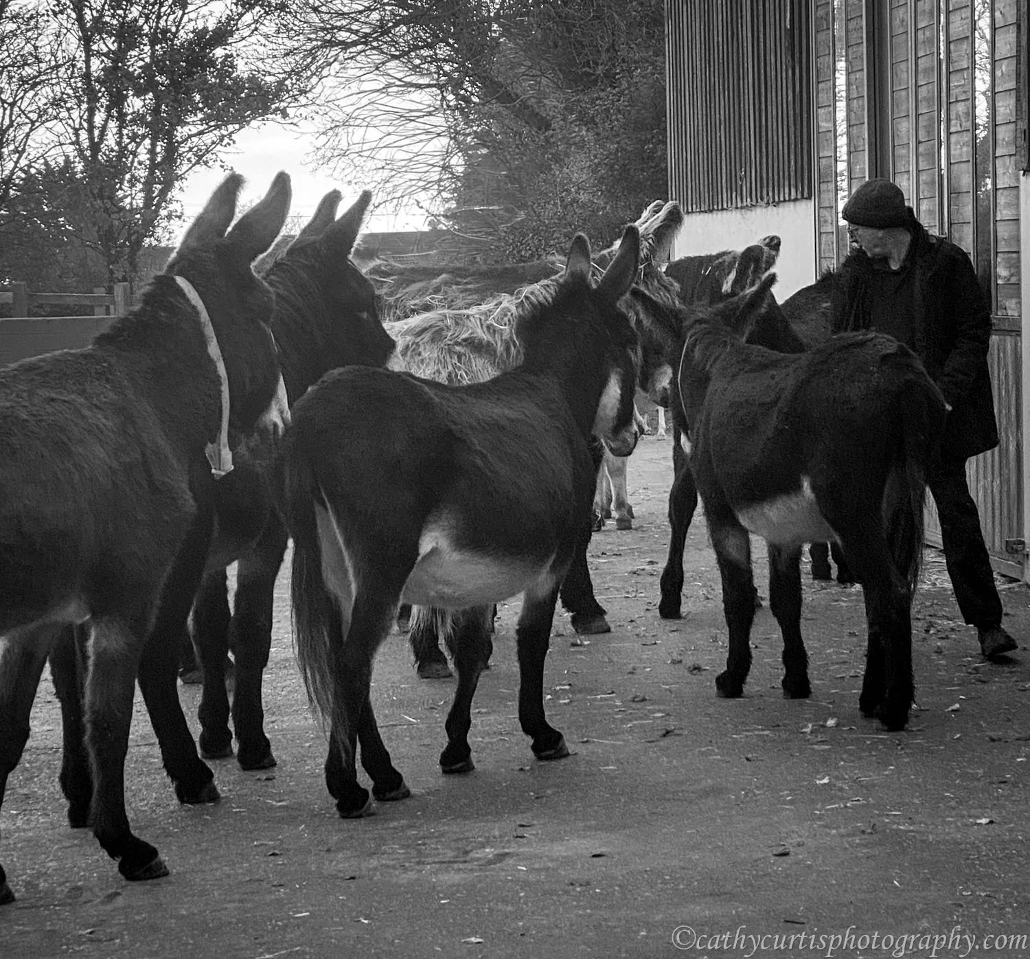 Richard and Donkeys.jpg
