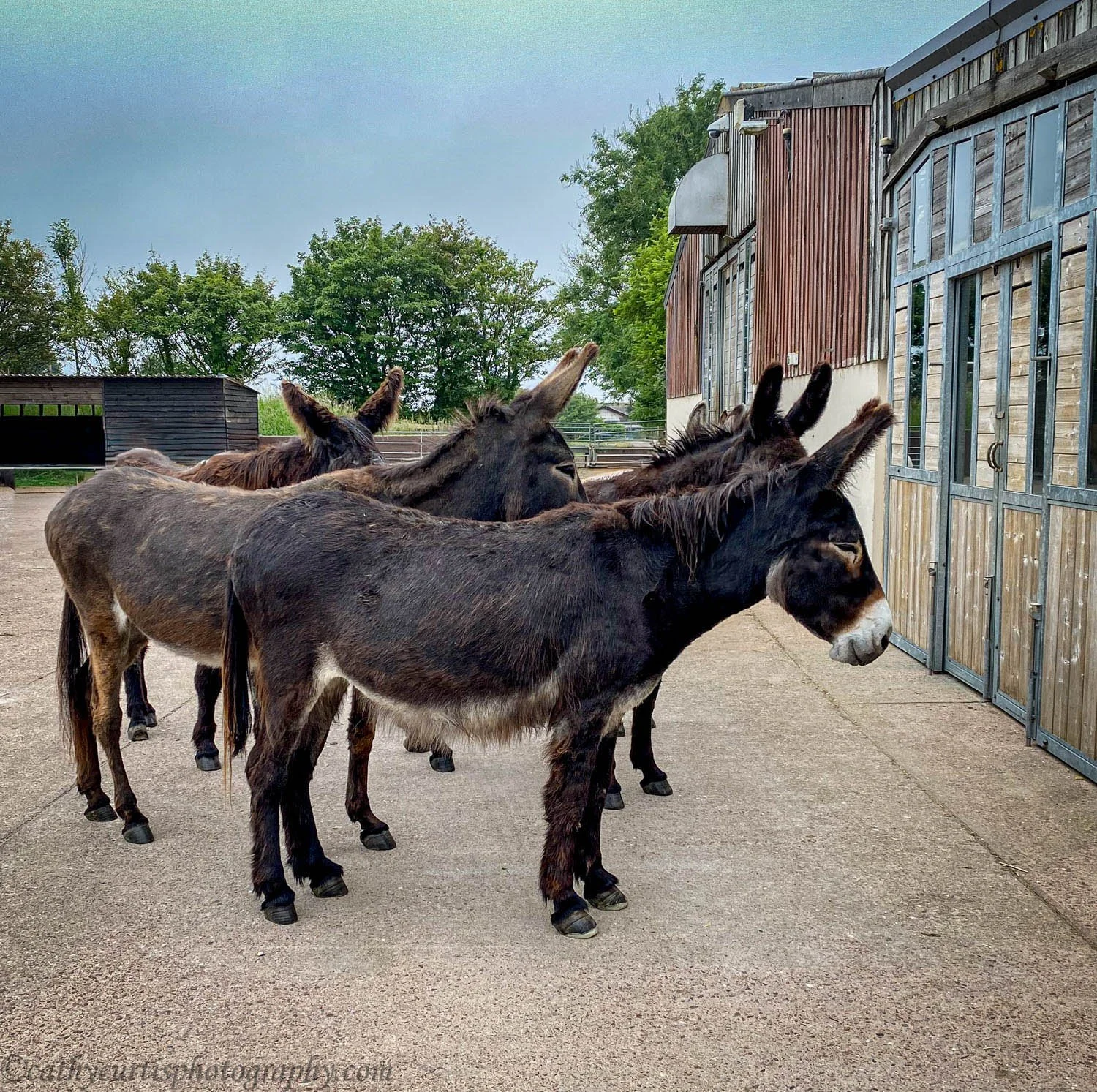 Waiting to be fed donkeys resized.jpg