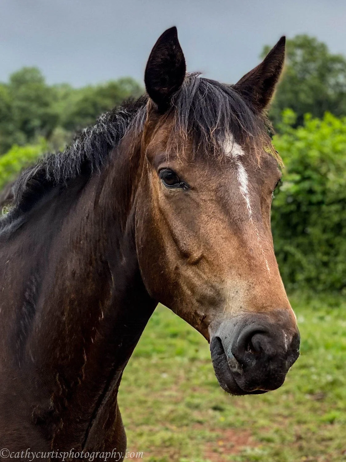 Brown Horse Resized.jpg