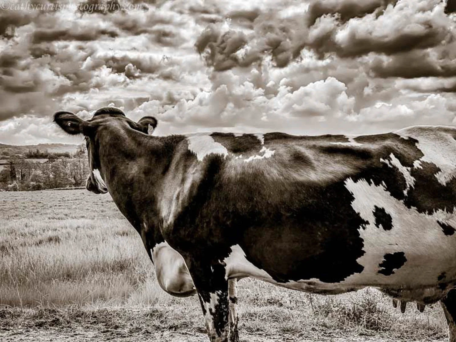 Brown and white IMPROVED resized.jpg