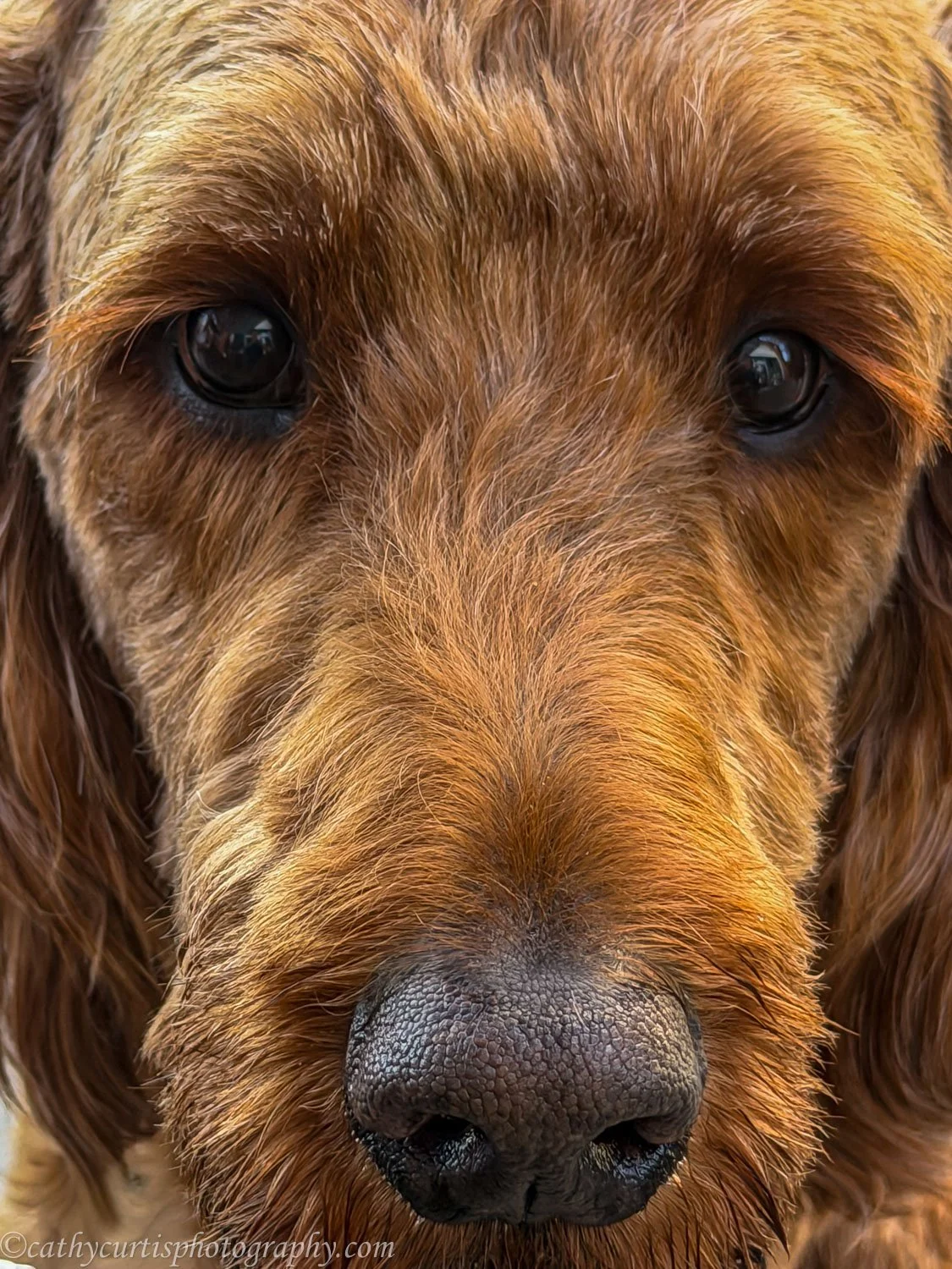 Red dog closeup.jpg