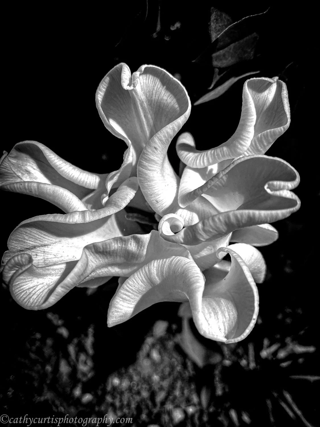 Black white flower.jpg