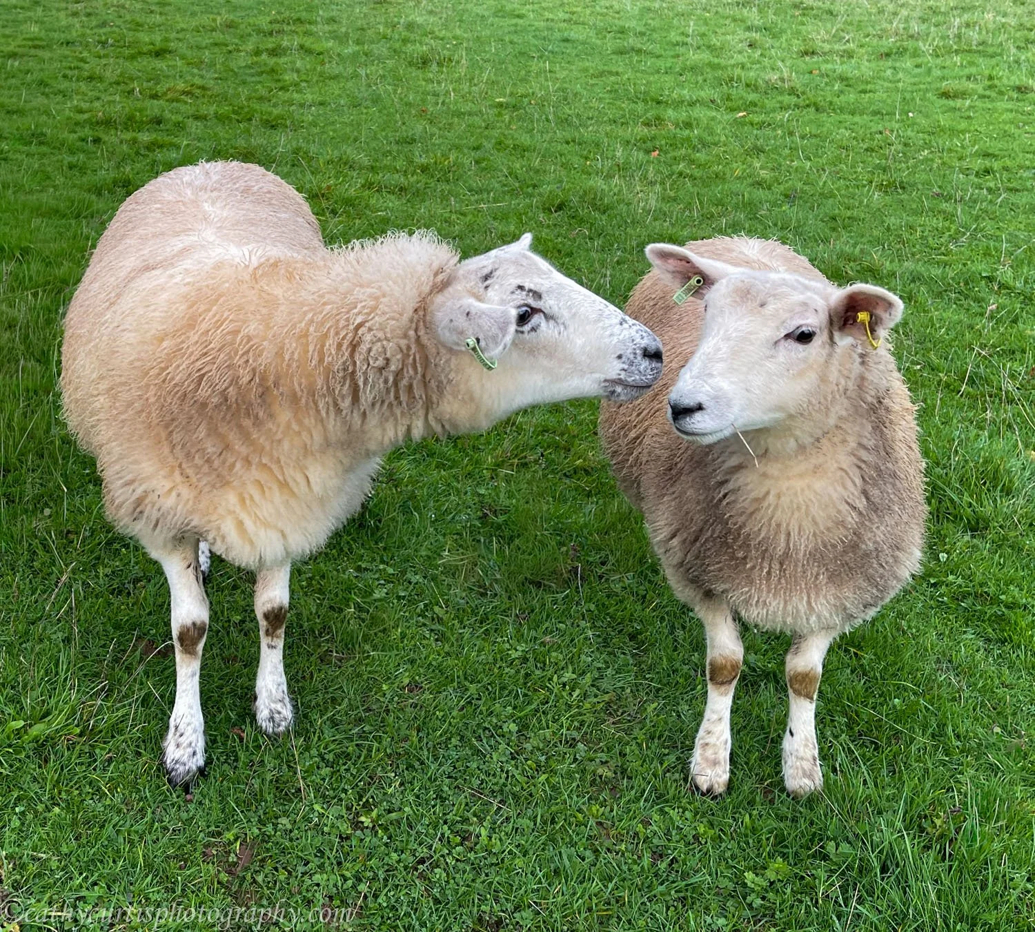 Sheep kissing.jpg