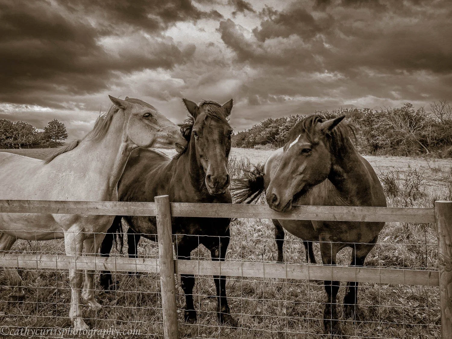 3 horses resized.jpg