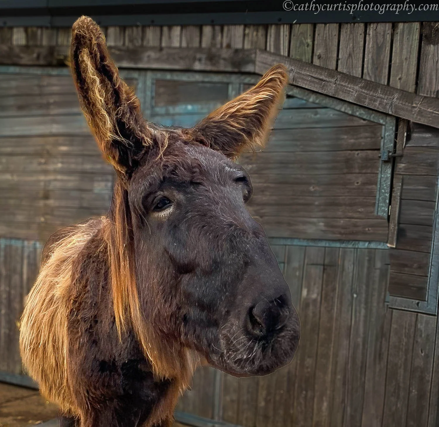 Serious donkey resized.jpg