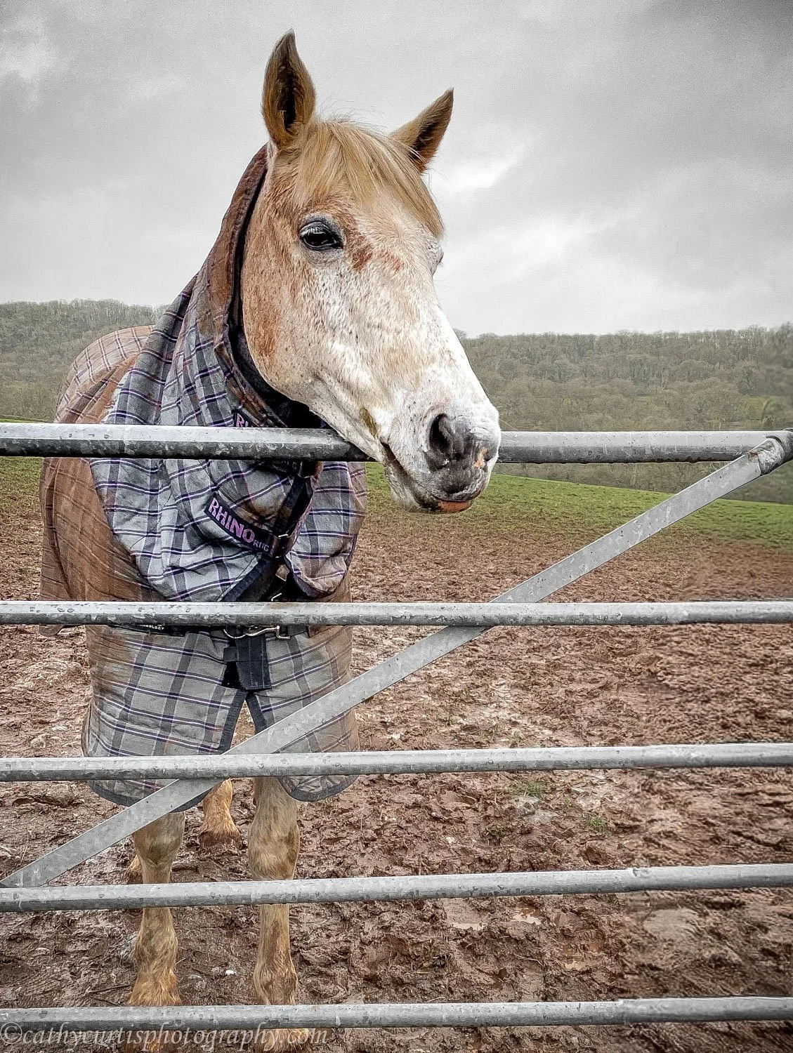 White horse color Easton.jpg