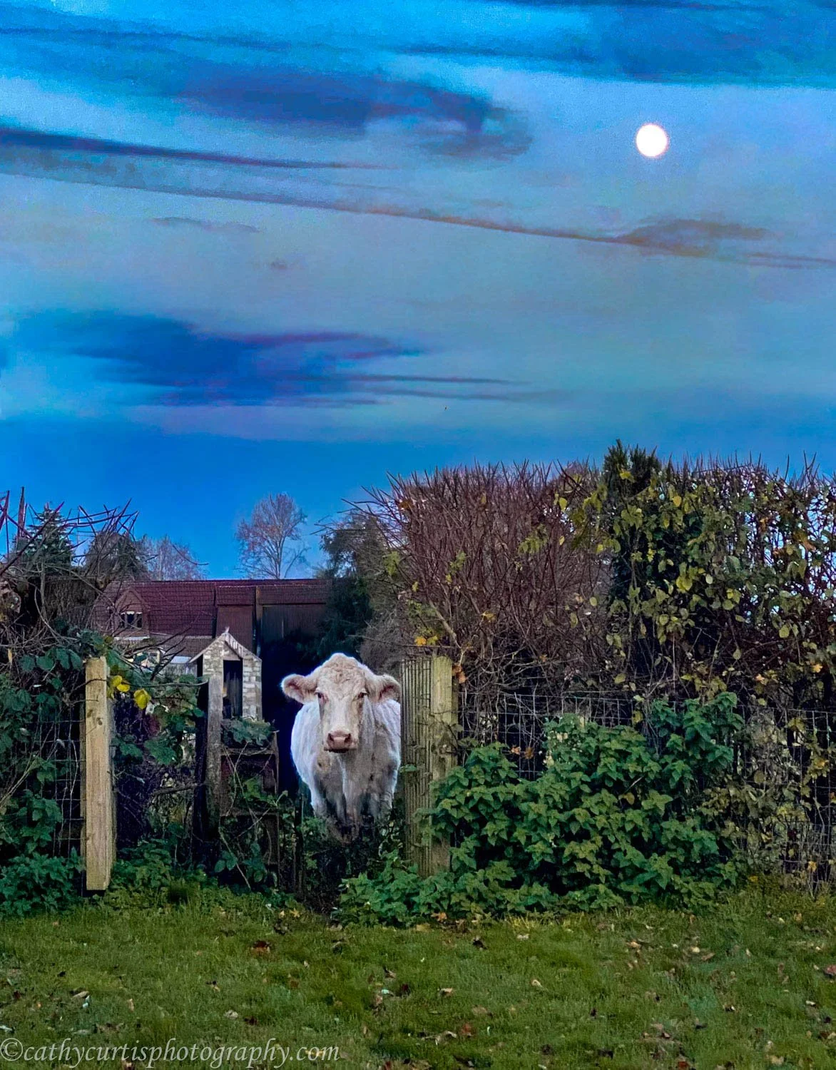 Bianca and moon resized.jpg