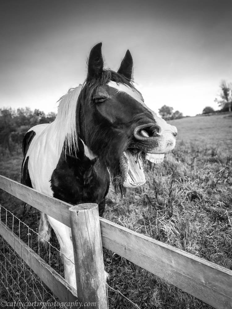 Laughing Horse Resized.jpg