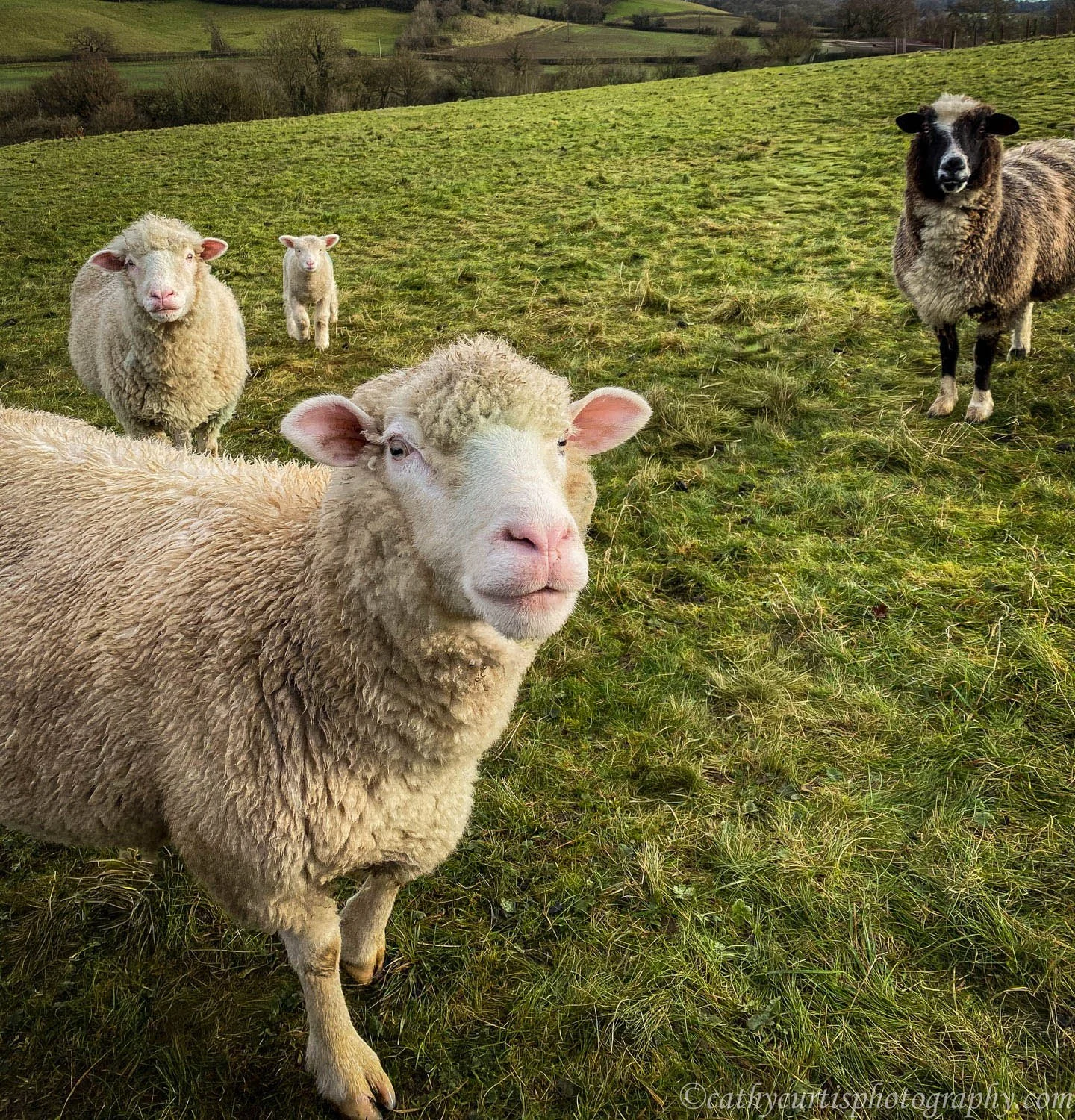 Funny Faced Sheep Resized.jpg