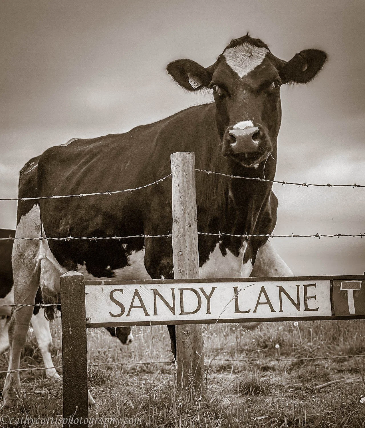 Mean cow resized.jpg