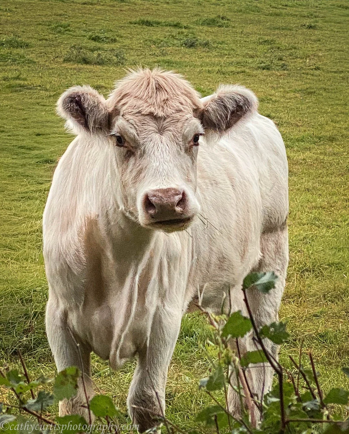 Snowwhite resized.jpg