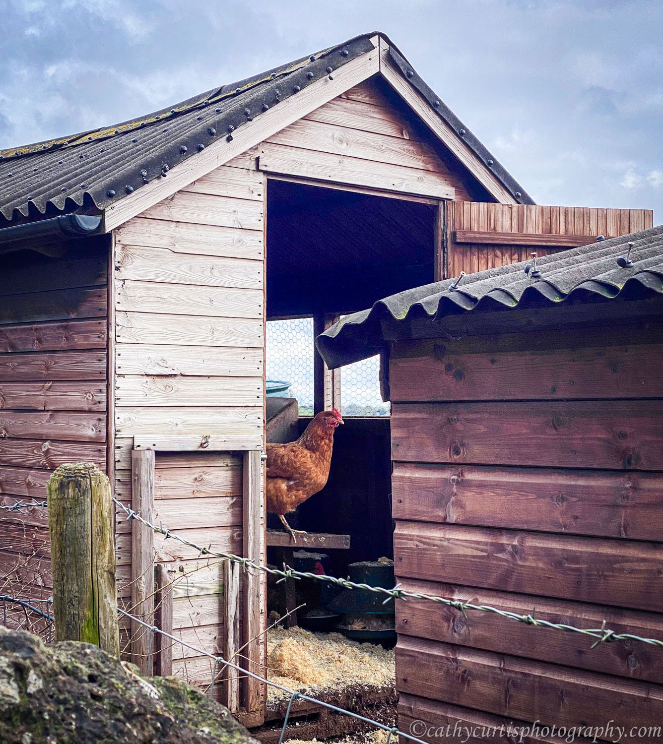 Rooster Hen House.jpg