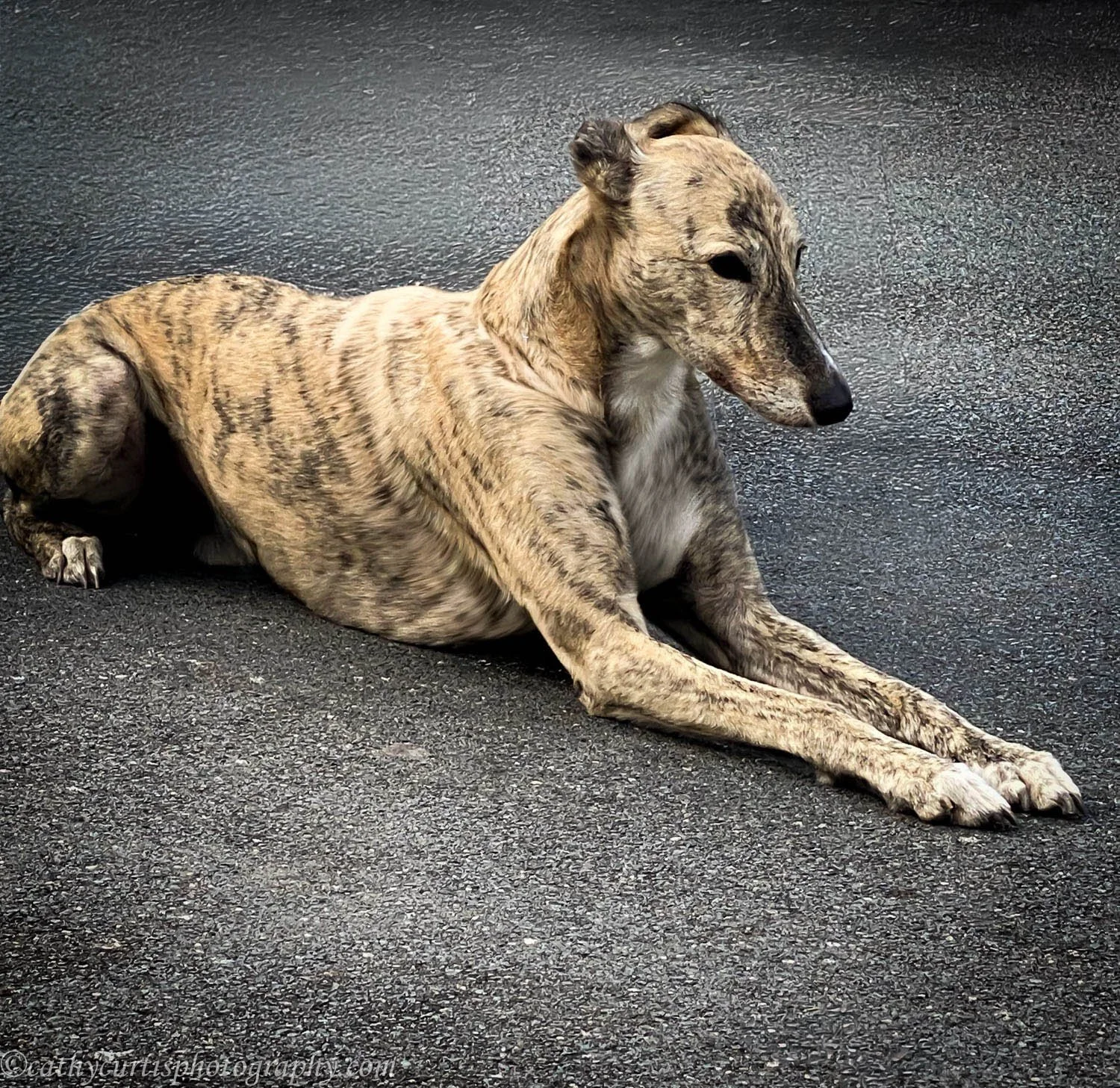 Greyhound resized.jpg