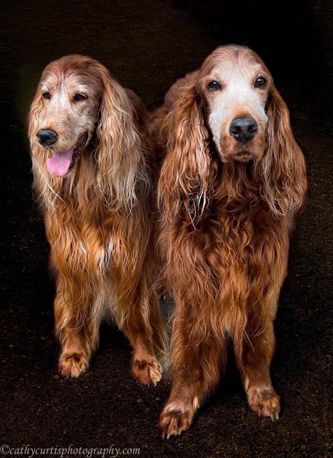 Two red dogs resized.jpg