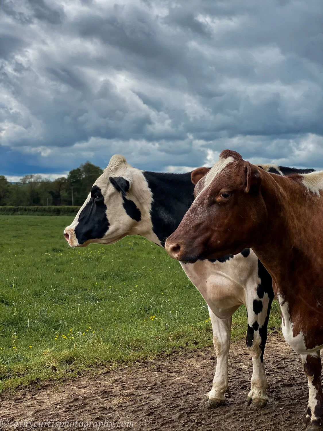 2 Cows staring distance.jpg