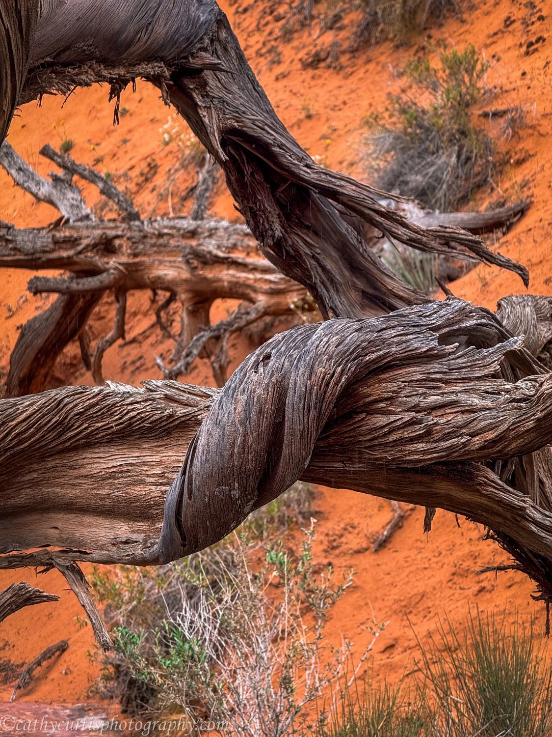 Moab twisted branch.jpg