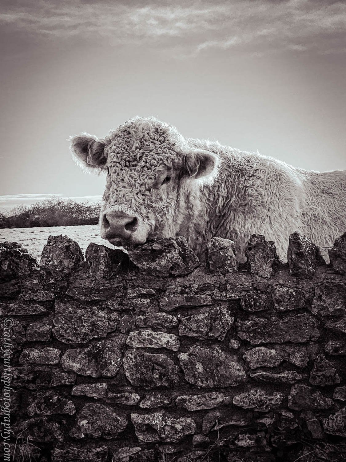 BW Big cow over fence resized.jpg