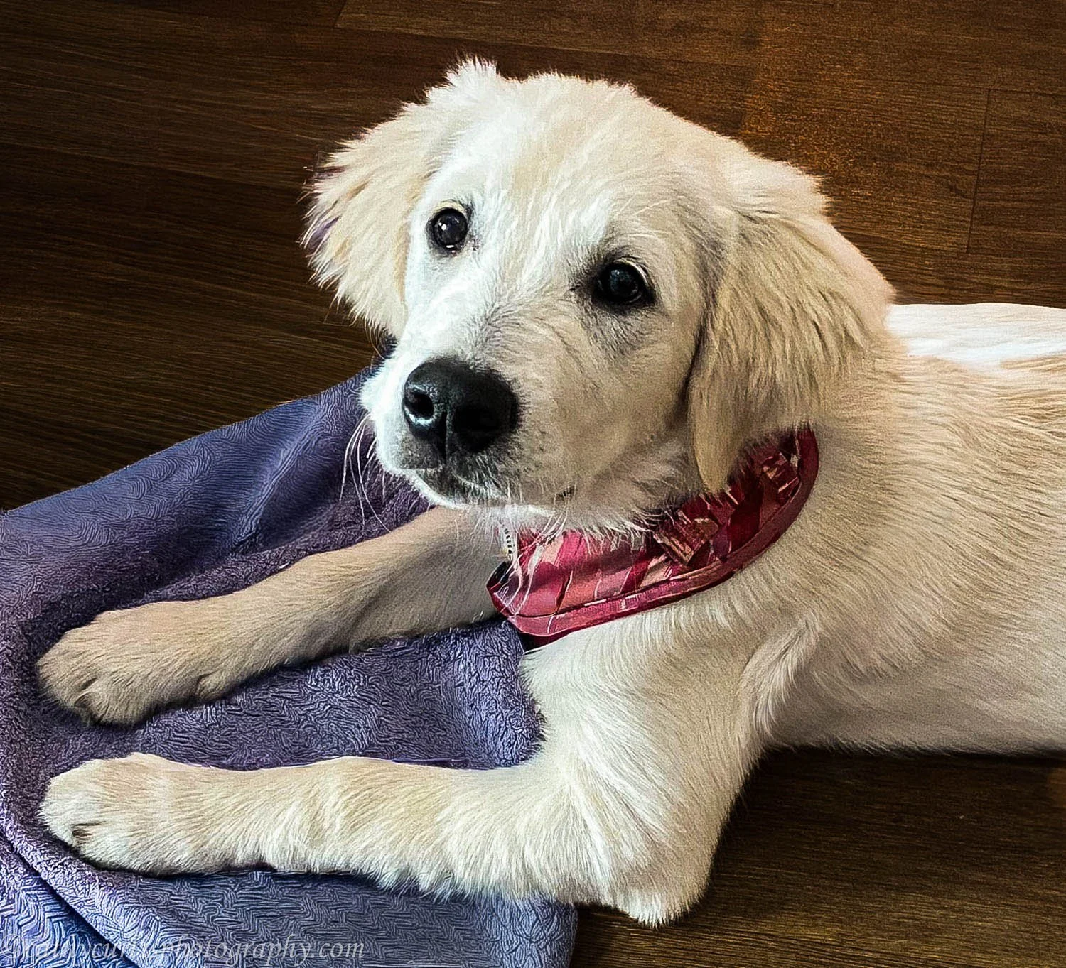 Blonde Puppy resized.jpg