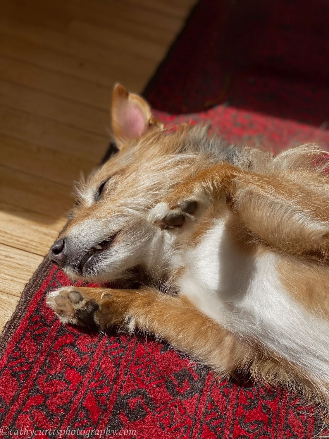 Jerry tummy up sleeping.jpg