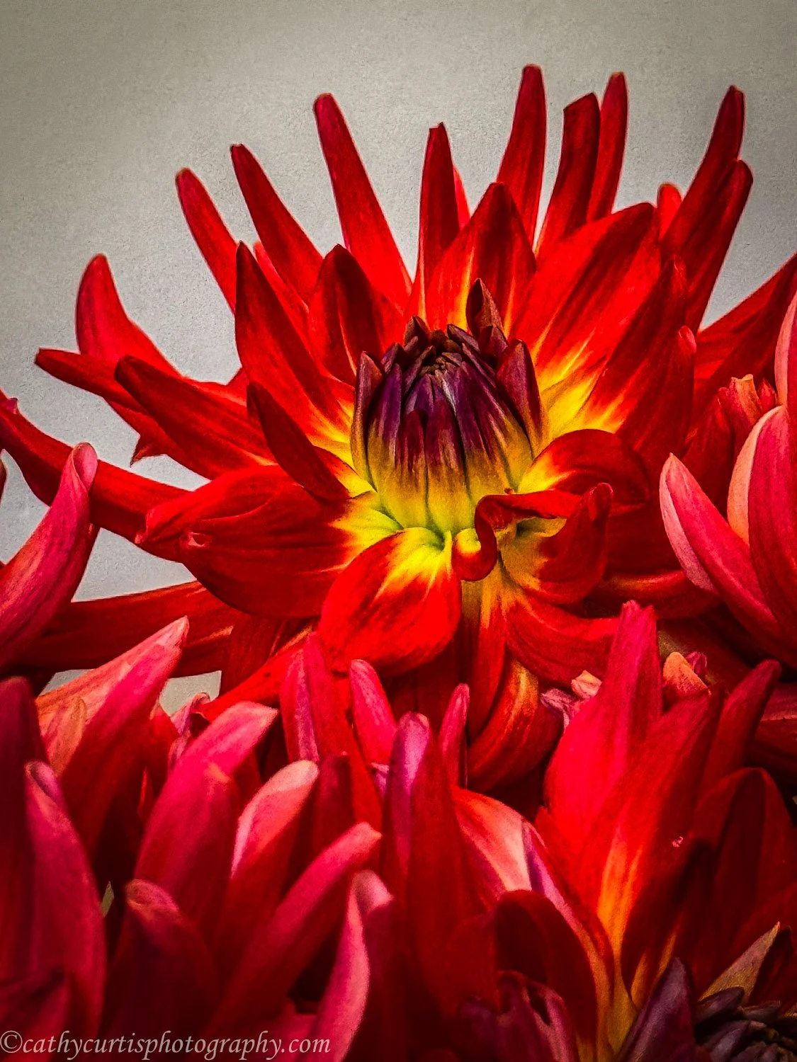 Red Dahlia.jpg