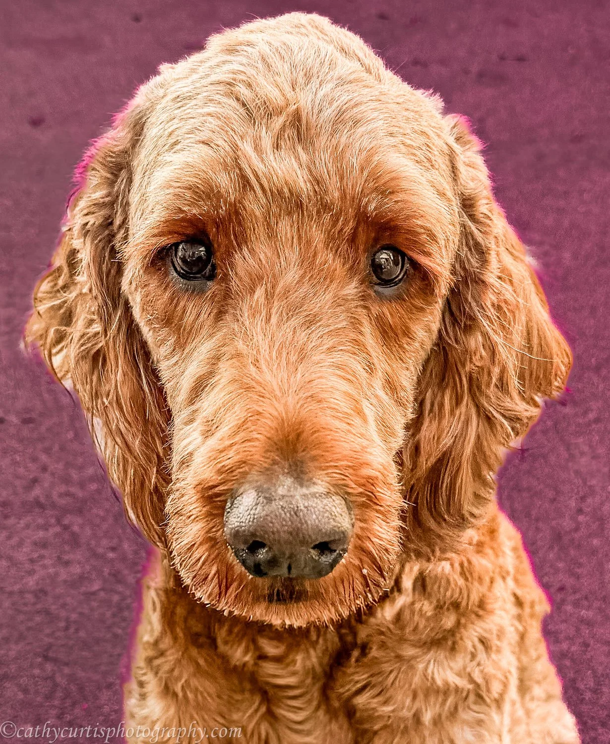 Pink background dog.jpg