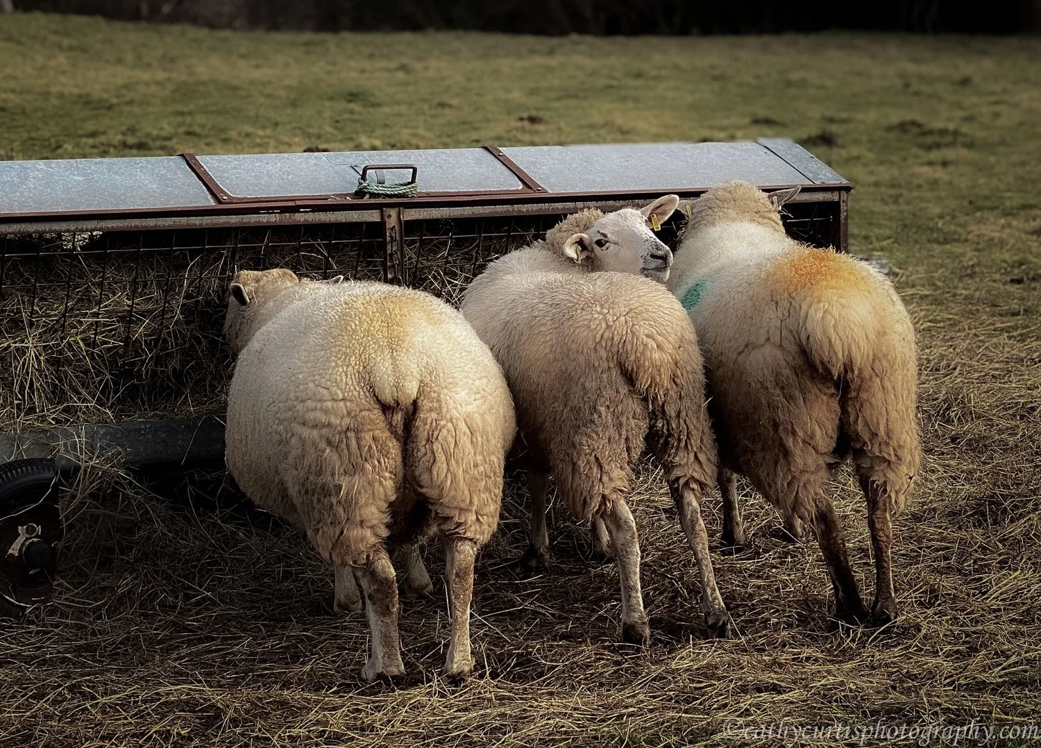 Over the shoulder sheep.jpg