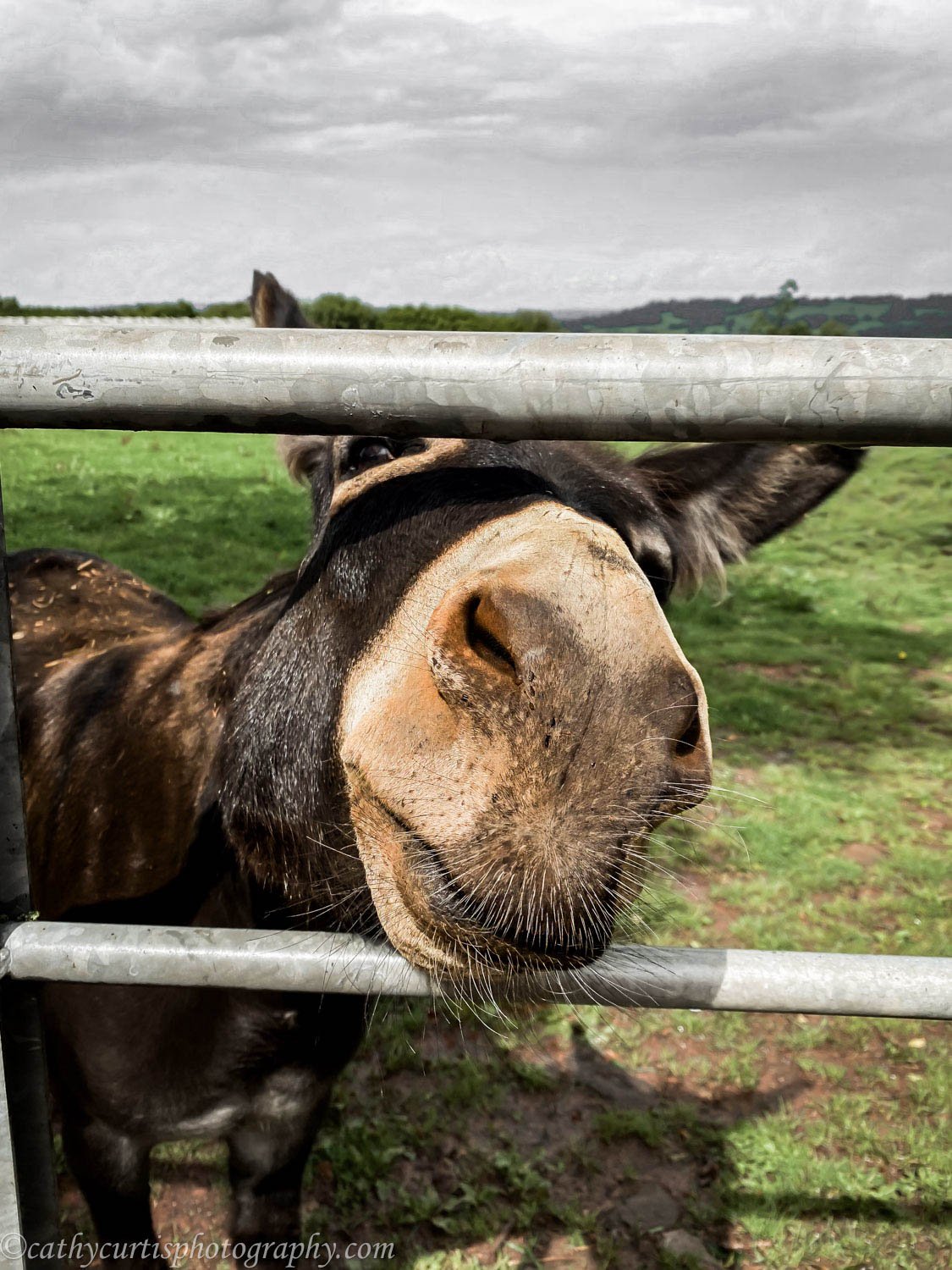 Donkey nose bop resized.jpg