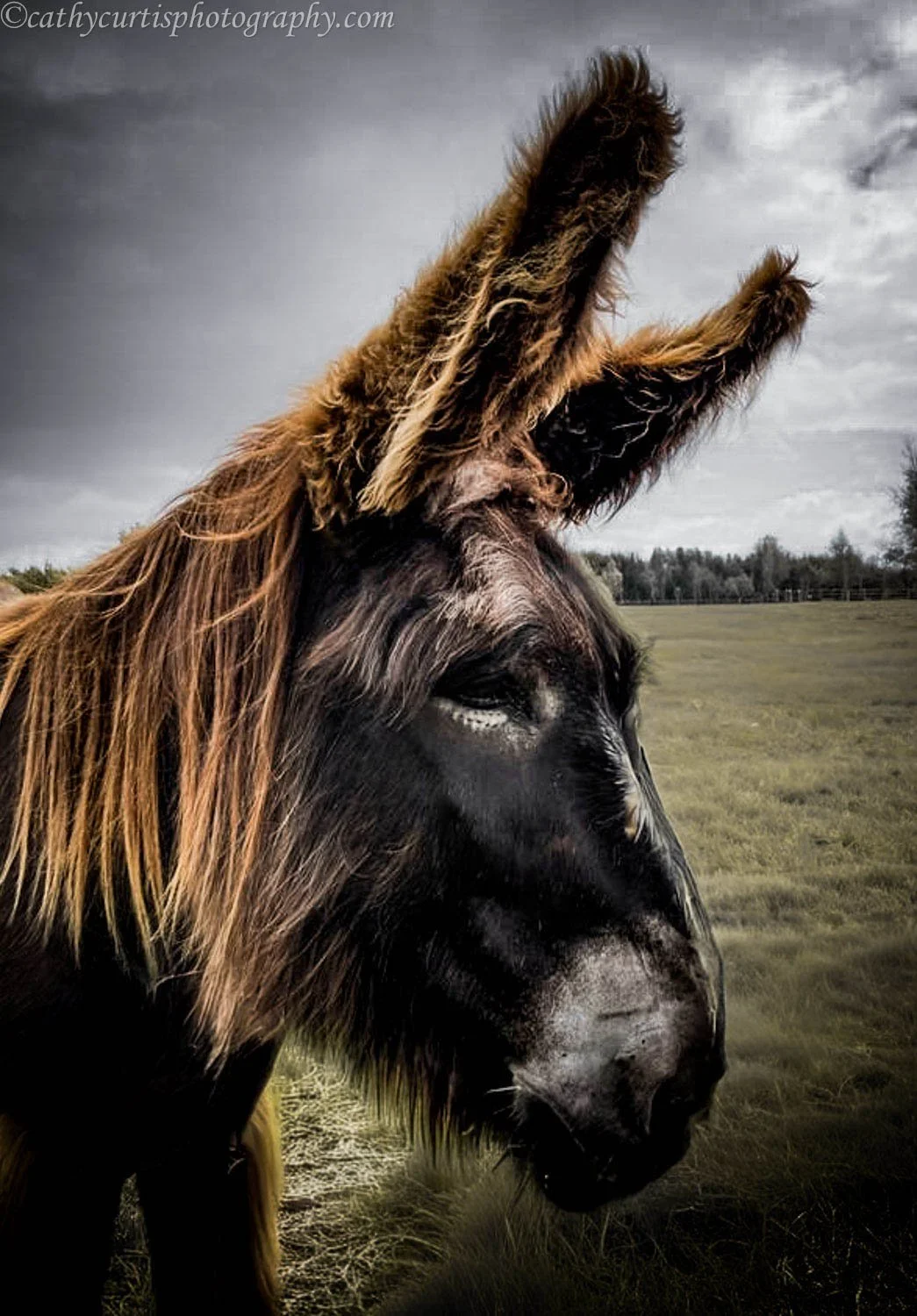 Dark donkey resized.jpg