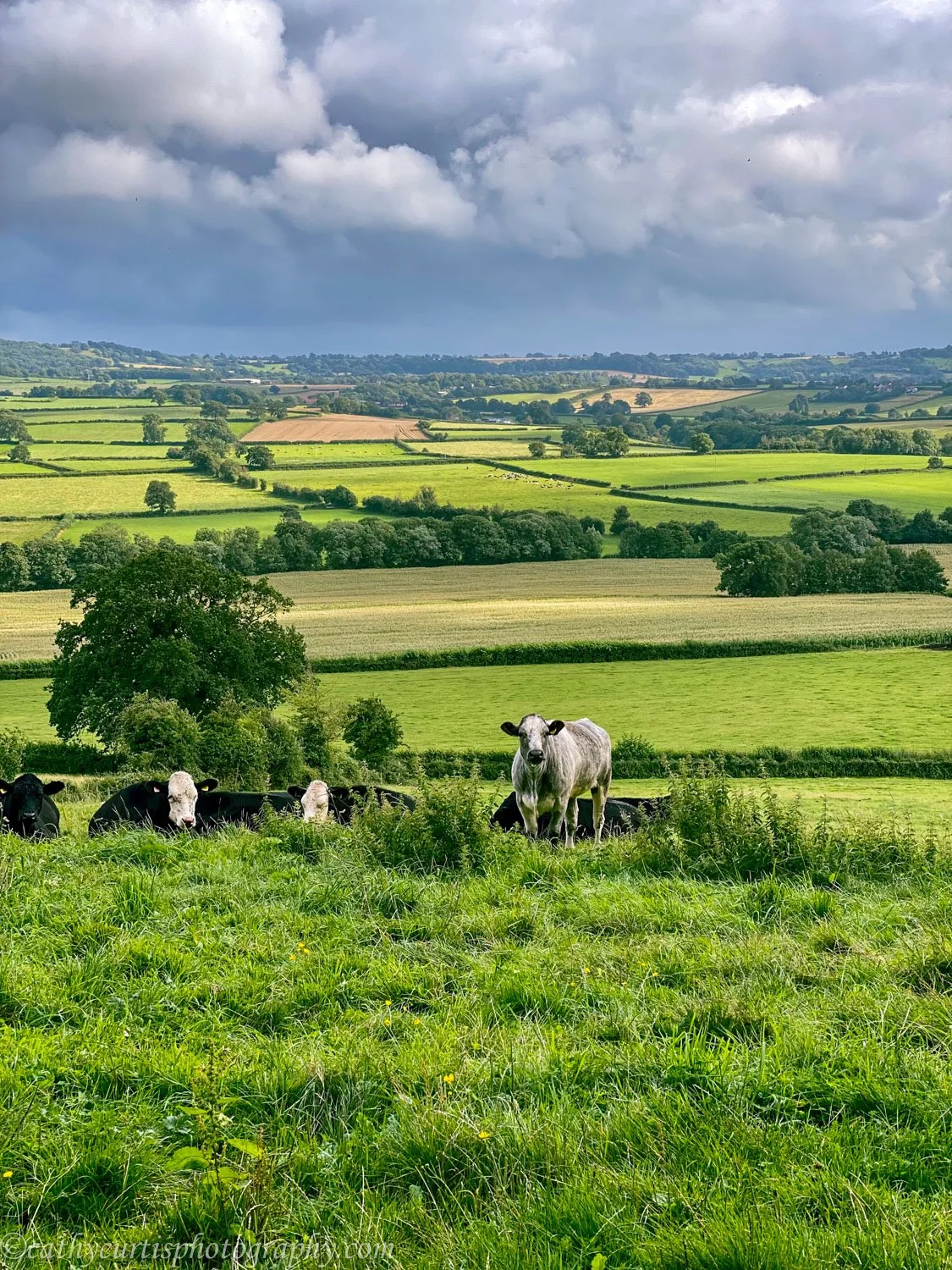 Chew Valley w cows.jpg