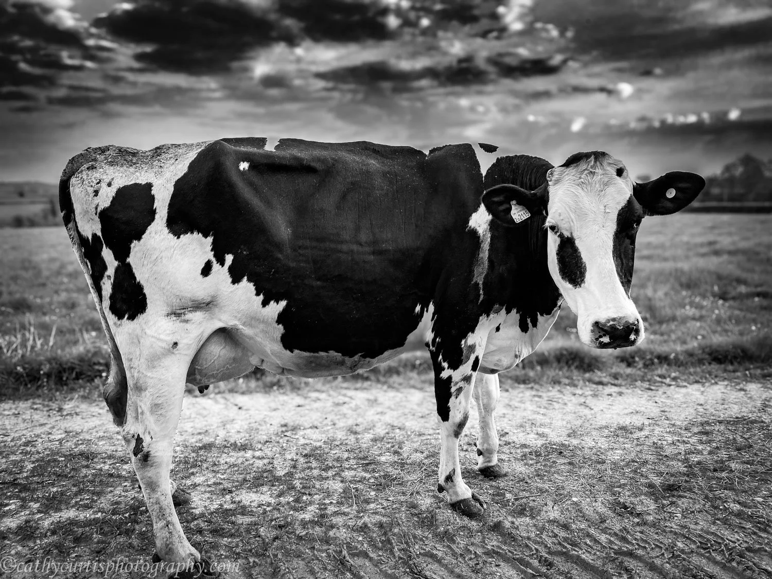 BW cow storm clouds.jpg