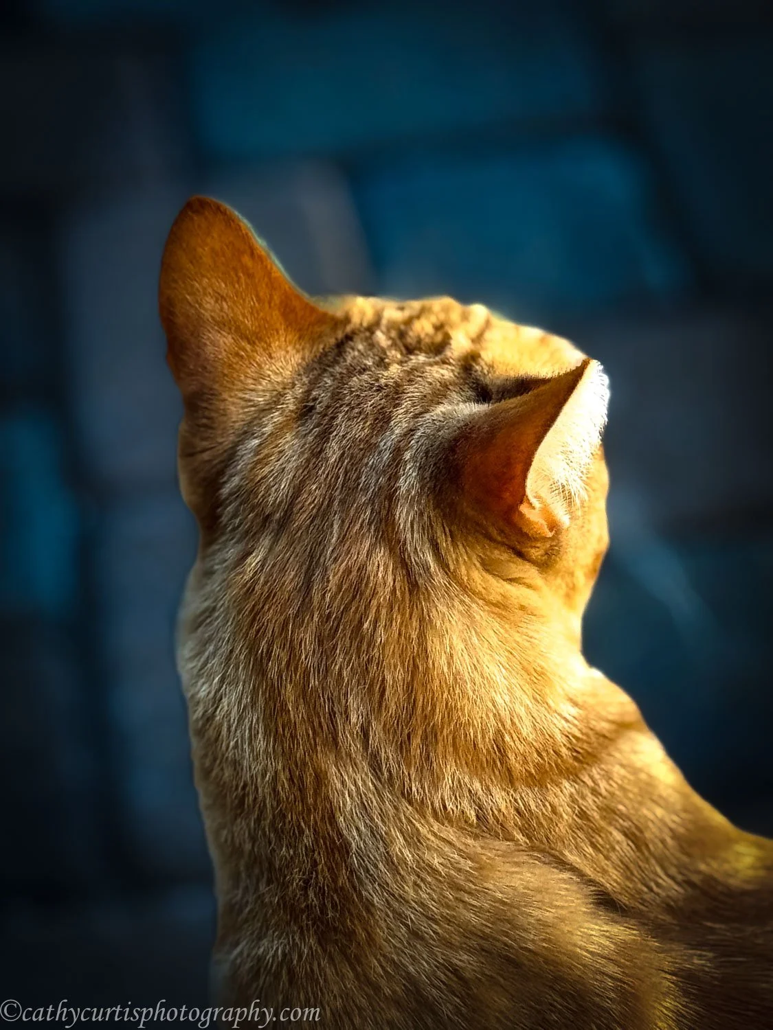 Charlie backside.jpg