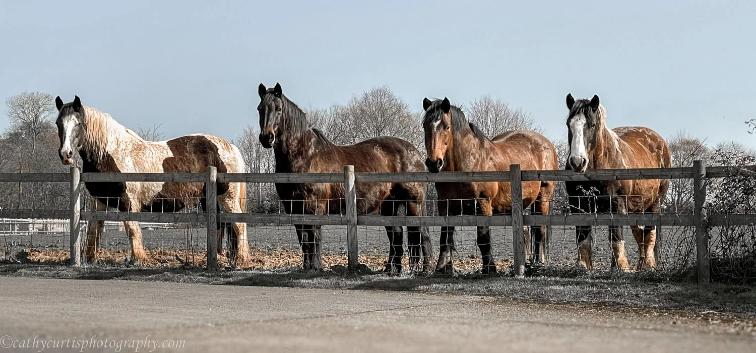 4 Horses.jpg