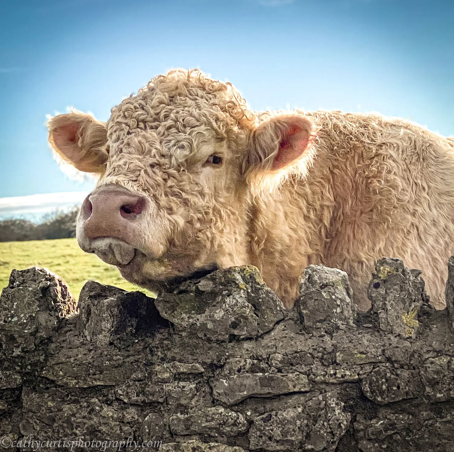 Easton cow head over fence.jpg