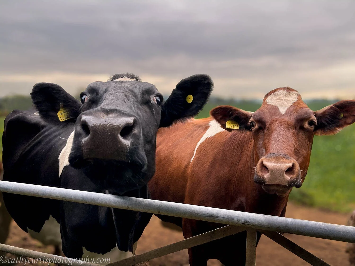 Cows two noses resized.jpg