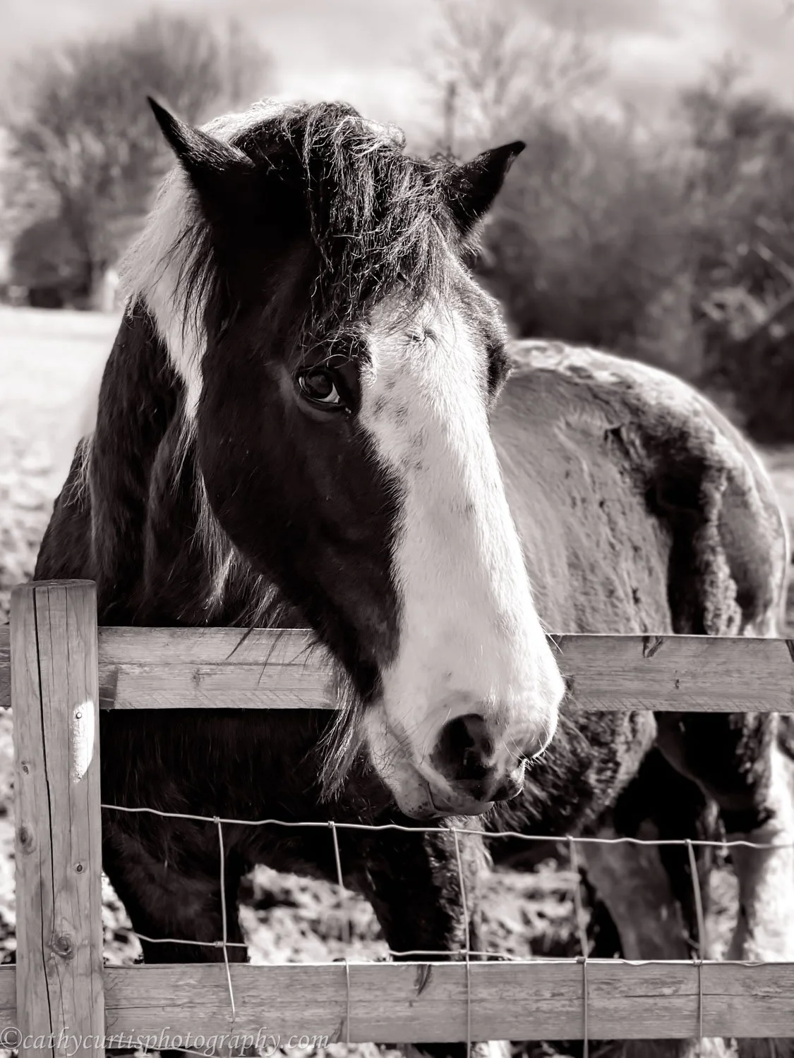 BW Horse side face.jpg