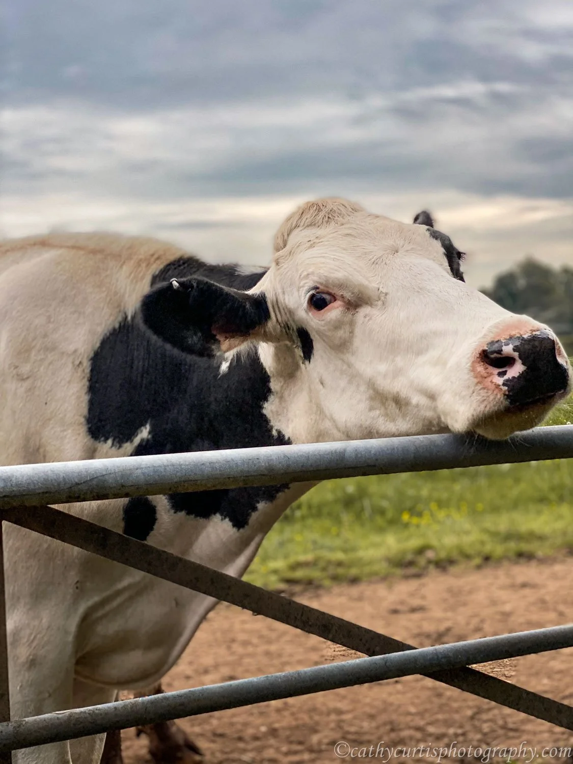 Cow Neck Over Fence.jpg
