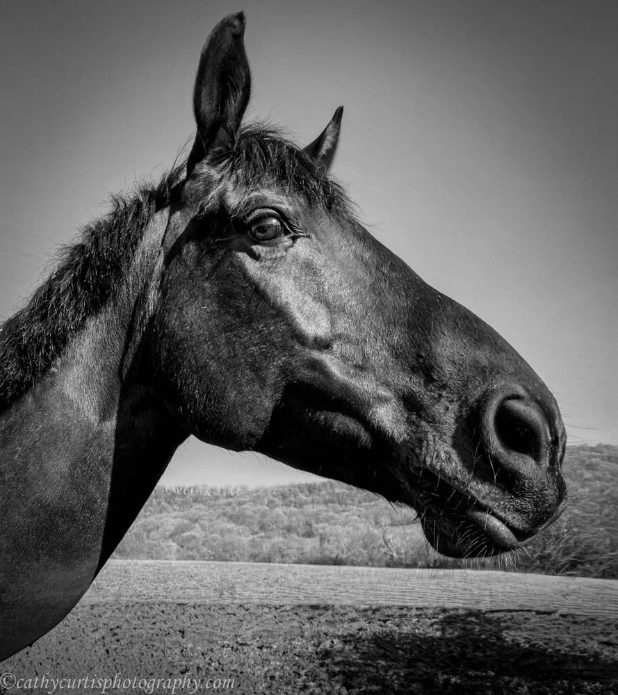 Horse Nose Looking right resized.jpg