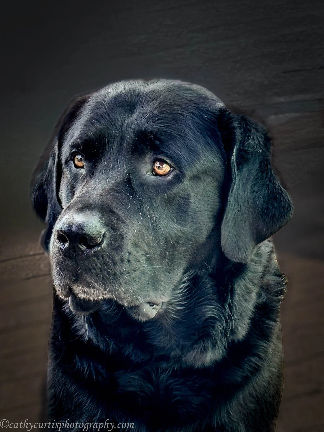 Sad Black Lab resized.jpg