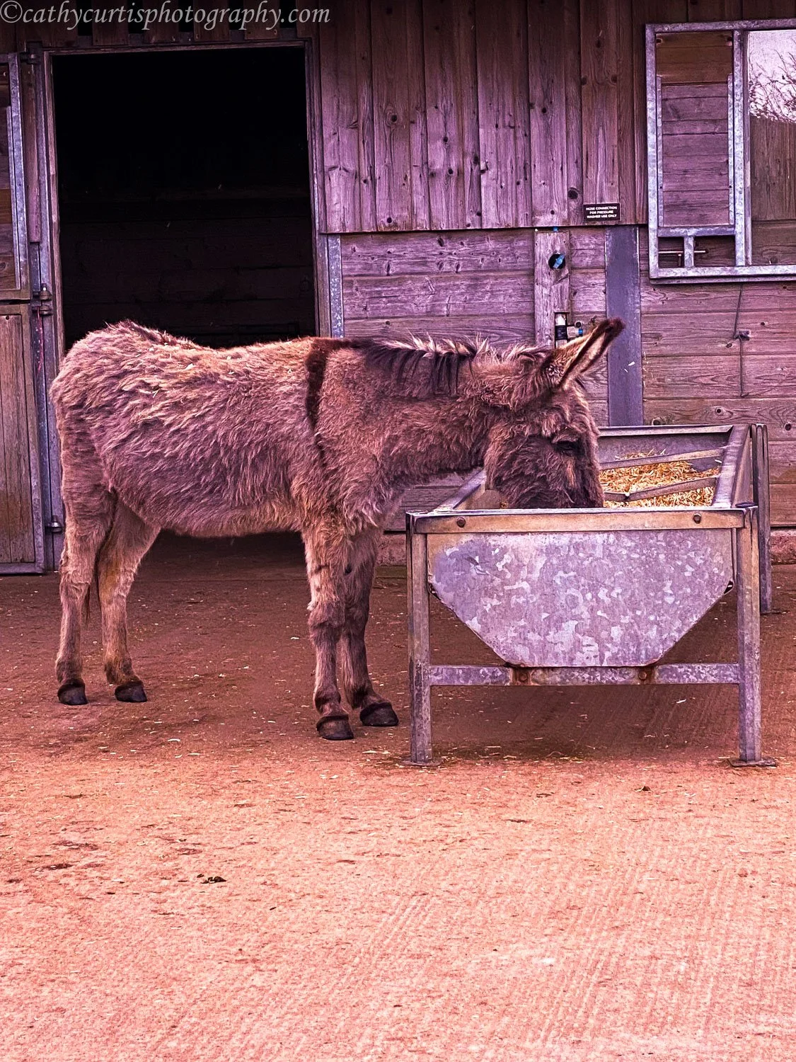 Purple Donkey Eating.jpg