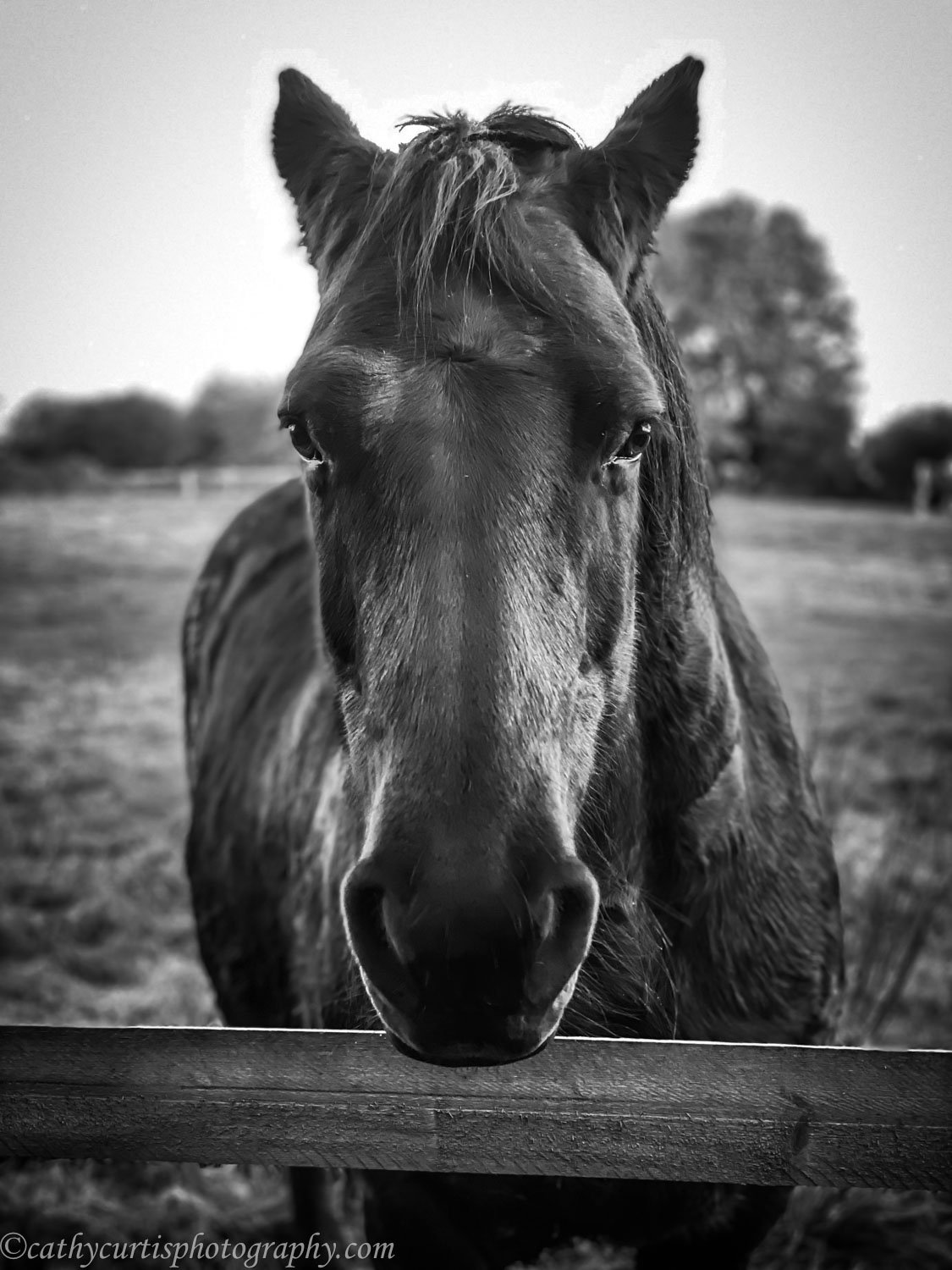 Horse Chew Head on.jpg