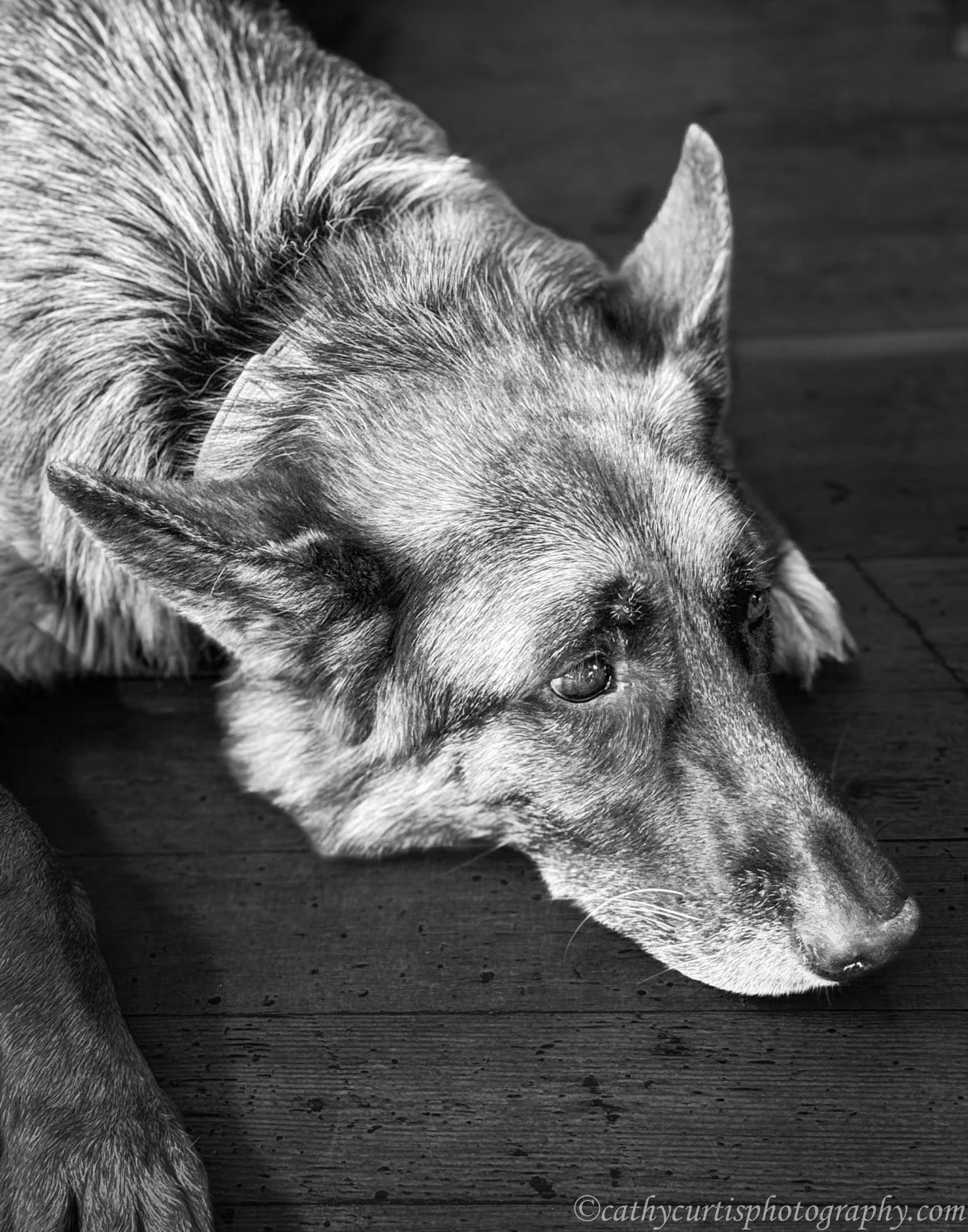 German Shepherd Dog.jpg