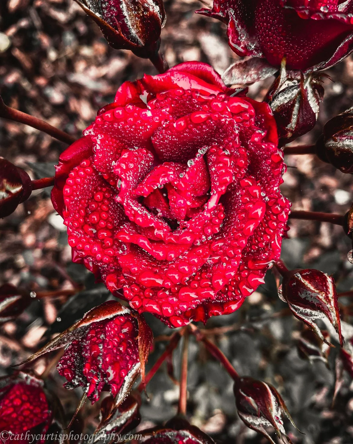 Red Rose Droplets.jpg